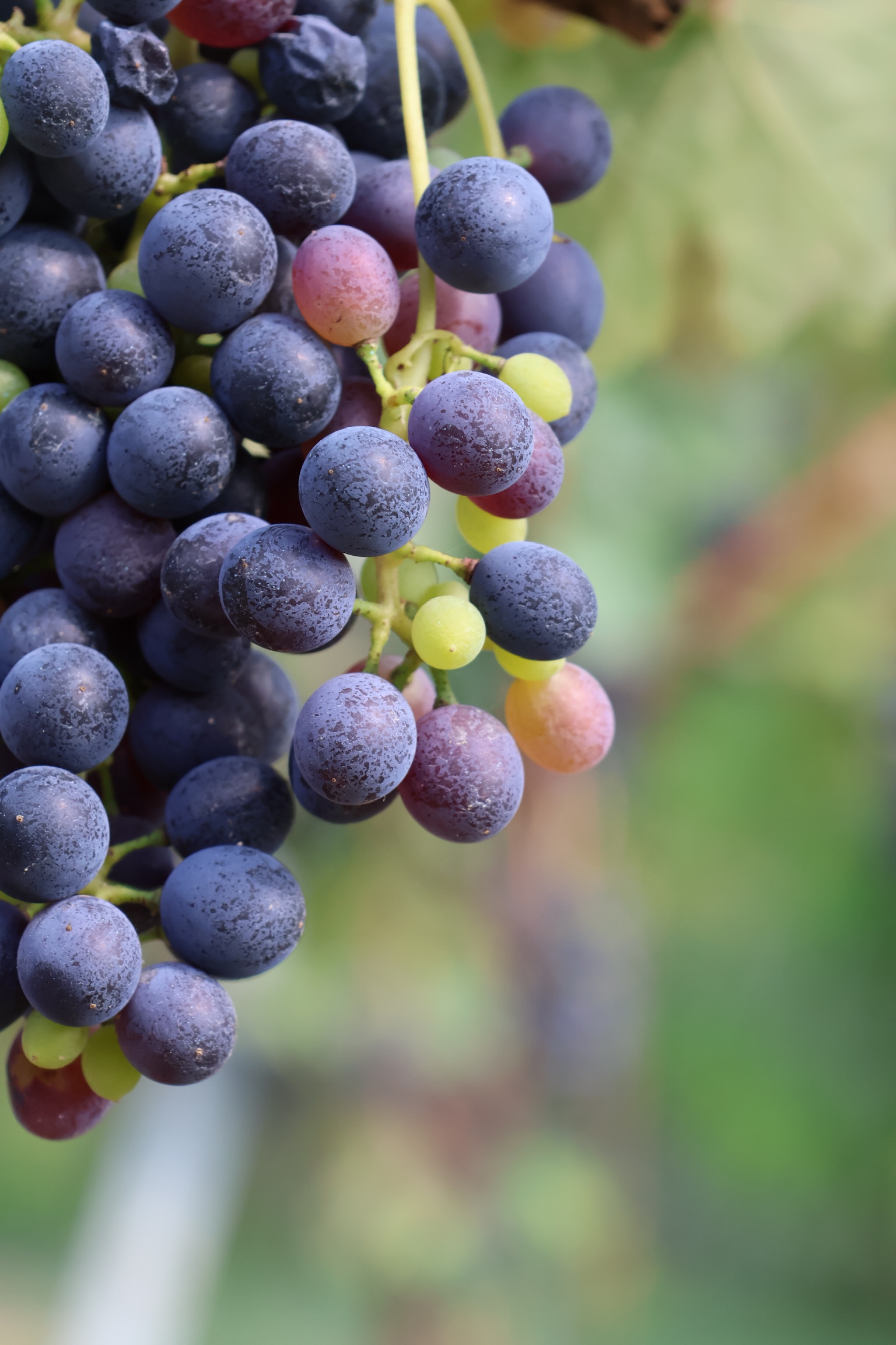 Druivencluster Nebbiolo